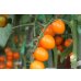 画像1: 送料無料　[トマト/ミニトマト]　トマトベリー　オレンジ　5粒　トキタ種苗（株） (1)