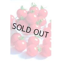 送料無料　[トマト/ミニトマト]　TYほれまる　500粒　渡辺農事（株）