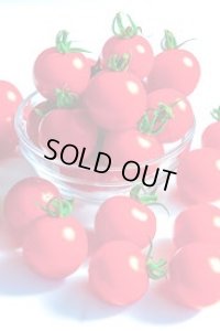 送料無料　[トマト/ミニトマト]　TYほれまる　500粒　渡辺農事（株）