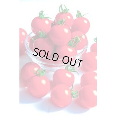 画像1: 送料無料　[トマト/ミニトマト]　TYほれまる　100粒　渡辺農事（株）