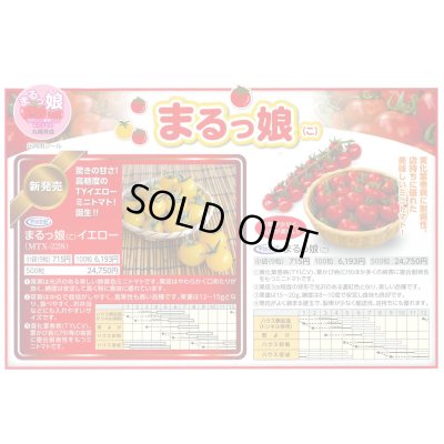 画像4: [トマト/ミニトマト] ミニトマト まるっ娘 100粒 丸種（株）
