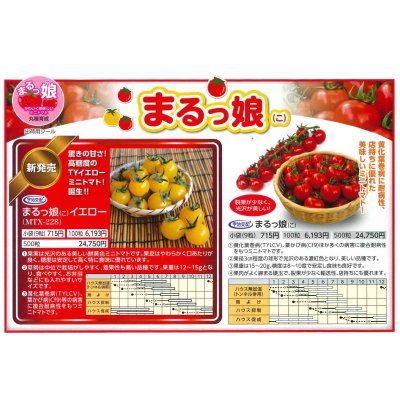 画像4: 送料無料　[トマト/ミニトマト]　ミニトマト　まるっ娘　9粒　丸種（株）