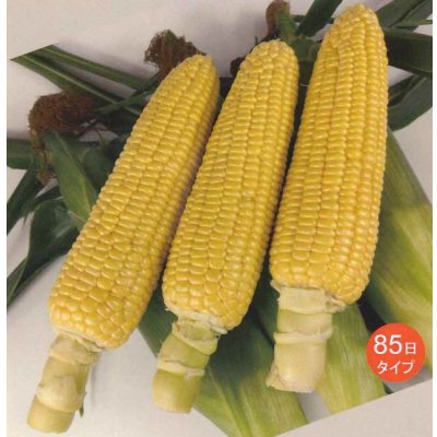 画像2: [とうもろこし]　あまいんですパワー85　200粒　渡辺農事(株)