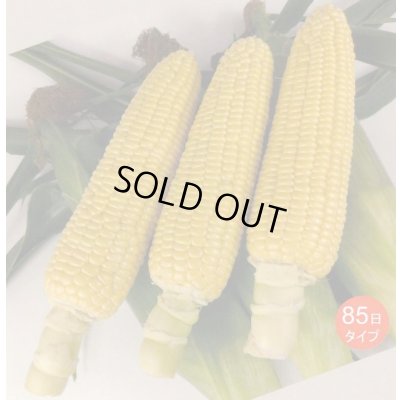 画像1: [とうもろこし]　あまいんですパワー85　200粒　渡辺農事(株)