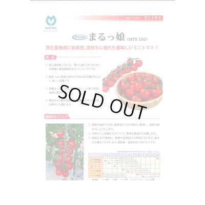 画像3: [トマト/ミニトマト] ミニトマト まるっ娘 100粒 丸種（株）