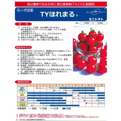 画像2: 送料無料　[トマト/ミニトマト]　TYほれまる　100粒　渡辺農事（株）
