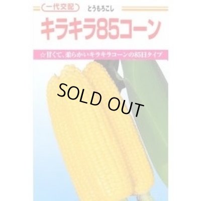 画像1: [とうもろこし]　キラキラコーン85　2000粒　カネコ種苗（株）