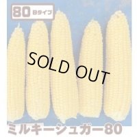 [とうもろこし]　ミルキーシュガー80　2000粒　トキタ種苗(株)