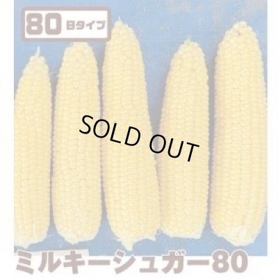 画像1: [とうもろこし]　ミルキーシュガー80　2000粒　トキタ種苗(株)