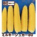 画像1: [とうもろこし]　ミルキーシュガー80　2000粒　トキタ種苗(株) (1)