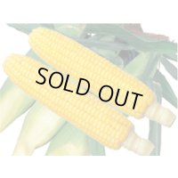 [とうもろこし]　アイダホスイート78　2000粒　雪印種苗（株）