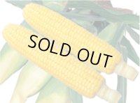 [とうもろこし]　アイダホスイート78　2000粒　雪印種苗（株）