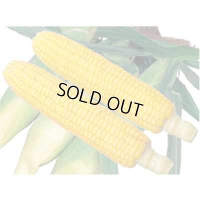 画像1: [とうもろこし]　アイダホスイート78　2000粒　雪印種苗（株）