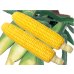 画像1: [とうもろこし]　アイダホスイート78　2000粒　雪印種苗（株） (1)