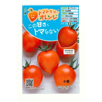 画像1: 送料無料　[トマト/ミニトマト]　トマトベリー　オレンジ　5粒　トキタ種苗（株）
