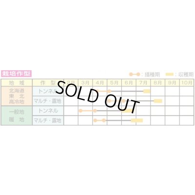 画像2: [とうもろこし]　アイダホスイート78　2000粒　雪印種苗（株）