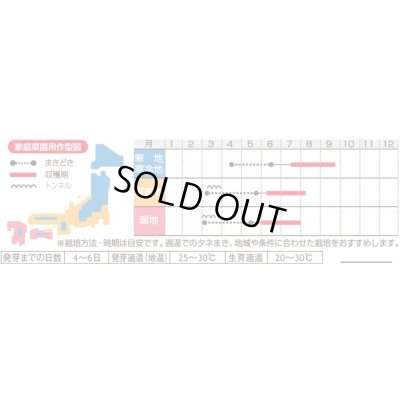 画像2: [とうもろこし]　ハニーバンタム20　2000粒　(株)サカタのタネ