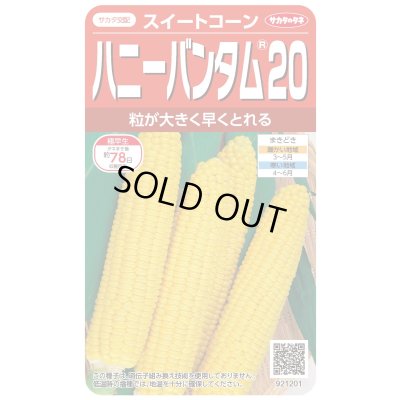 画像1: [とうもろこし]　ハニーバンタム20　2000粒　(株)サカタのタネ