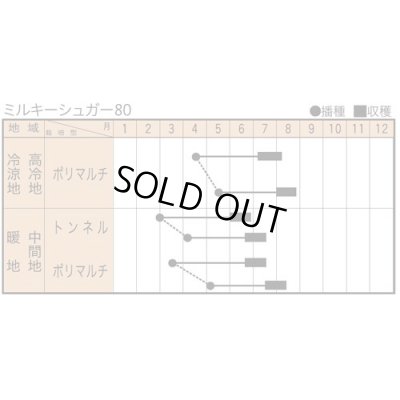 画像2: [とうもろこし]　ミルキーシュガー80　2000粒　トキタ種苗(株)