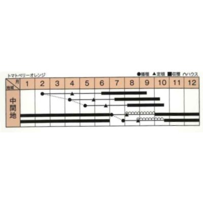 画像4: 送料無料　[トマト/ミニトマト]　トマトベリー　オレンジ　5粒　トキタ種苗（株）