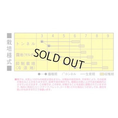 画像2: [とうもろこし]　キラキラコーン85　2000粒　カネコ種苗（株）