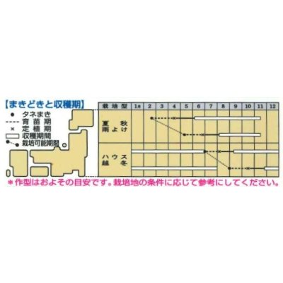 画像2: 送料無料　[トマト/ミニトマト]　CFココ　16粒　タキイ種苗　DF