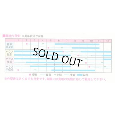 画像3: 送料無料　[トマト/ミニトマト]　TYほれまる　500粒　渡辺農事（株）