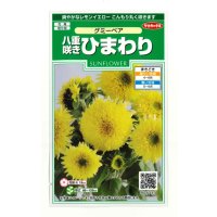 送料無料　花の種　ひまわり　グミーベア　約20粒　（株）サカタのタネ　実咲250（206036）