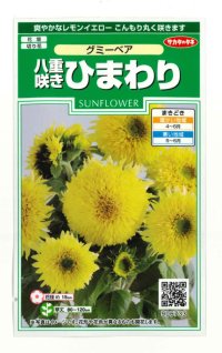 送料無料　花の種　ひまわり　グミーベア　約20粒　（株）サカタのタネ　実咲250（206036）