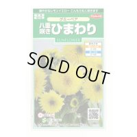花の種 ひまわり グミーベア 約20粒 (株)サカタのタネ 実咲250(206036)