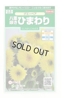 花の種 ひまわり グミーベア 約20粒 (株)サカタのタネ 実咲250(206036)
