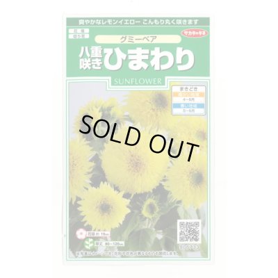 画像1: 花の種 ひまわり グミーベア 約20粒 (株)サカタのタネ 実咲250(206036)