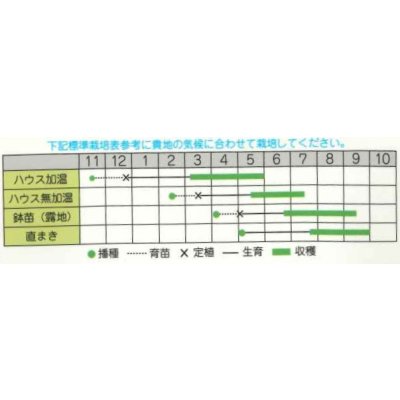 画像2: 送料無料　[ゴーヤ]　パールゴーヤ　7粒　丸種（株）