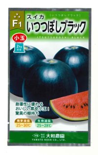 送料無料　[スイカ]　小玉スイカ　いつつぼしブラック　7粒　（株）大和農園