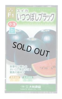 [スイカ] 小玉スイカ いつつぼしブラック 7粒 （株）大和農園