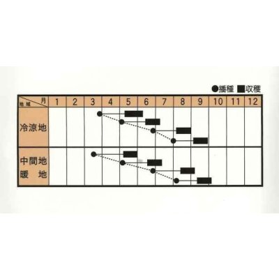 画像2: ほうれんそう　晩抽フォレスト18　（種子サイズM）3万粒　トキタ種苗（株）