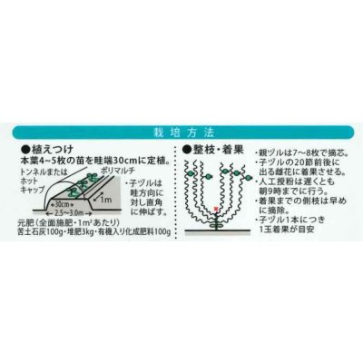 画像2: 送料無料　[スイカ]　小玉スイカ　いつつぼしブラック　7粒　（株）大和農園