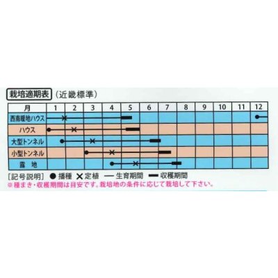 画像3: 送料無料　[スイカ]　小玉スイカ　いつつぼしブラック　7粒　（株）大和農園