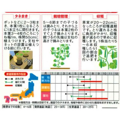 画像2: 送料無料　[キュウリ]　ずーっとフリーダム　12粒(株)サカタのタネ 実咲450