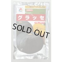 送料無料 [かぼちゃ] グラッセ 500粒 タキイ種苗