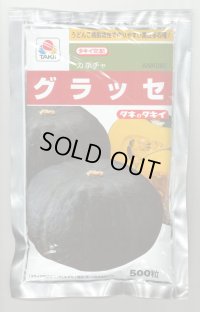 送料無料 [かぼちゃ] グラッセ 500粒 タキイ種苗