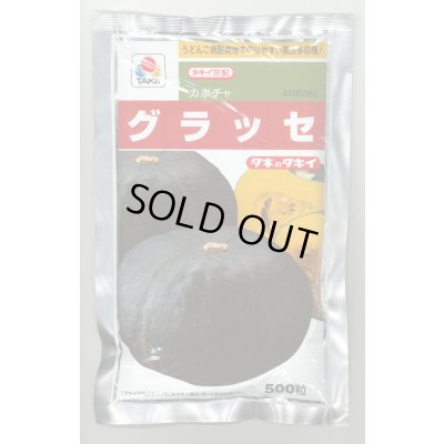 画像1: 送料無料 [かぼちゃ] グラッセ 500粒 タキイ種苗