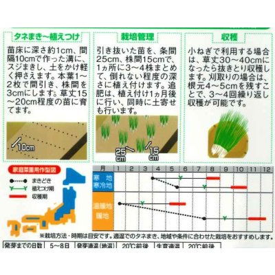 画像5: 送料無料 [ねぎ] 小ねぎ すさまる 小袋（約2000粒）（株）サカタのタネ　実咲204463