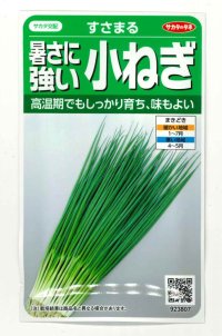 送料無料 [ねぎ] 小ねぎ すさまる 小袋（約2000粒）（株）サカタのタネ　実咲204463