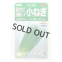 送料無料 [ねぎ] 小ねぎ すさまる 小袋（約2000粒）（株）サカタのタネ　実咲204463
