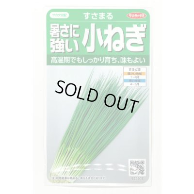 画像1: 送料無料 [ねぎ] 小ねぎ すさまる 小袋（約2000粒）（株）サカタのタネ　実咲204463