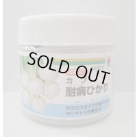  [かぶ] 耐病ひかり　ペレット　5000粒　タキイ種苗(株)