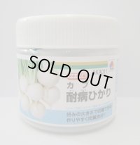  [かぶ] 耐病ひかり　ペレット　5000粒　タキイ種苗(株)