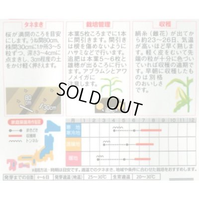 画像2: [とうもろこし] ゆめのコーンビッグ85 約55粒 (株)サカタのタネ 実咲450(004023)