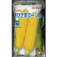 [とうもろこし] おひさまコーン88 2000粒 タキイ種苗(株)